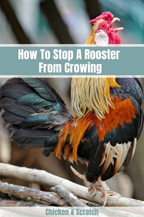 how to make roosters stop crowing