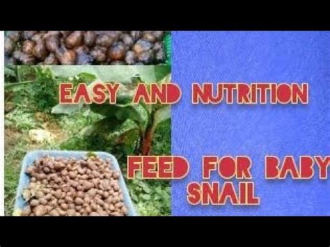 how to make snail formulated feed