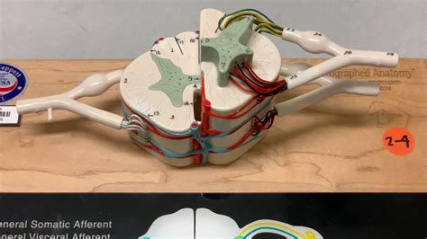 How To Make Spinal Cord Model