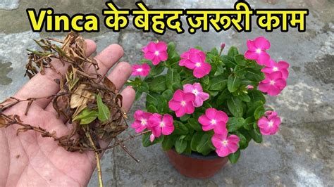 How To Make Vinca Bloom