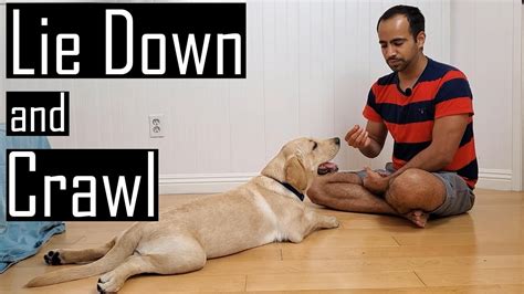 how to make your dog lay down