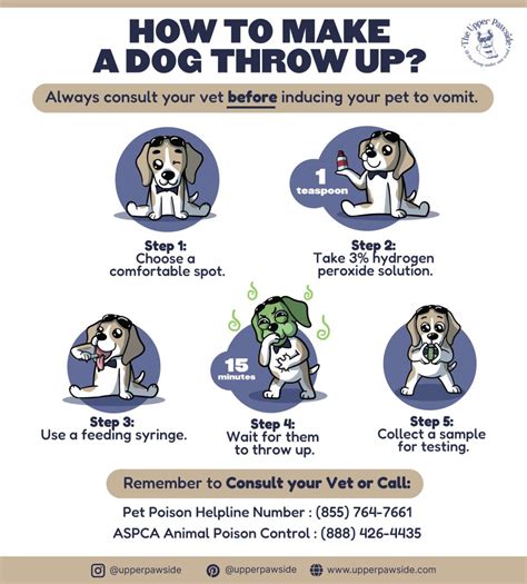 how to make your dog puke