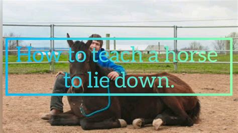 how to make your horse lay down