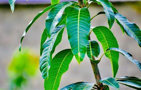 How To Mango Tree Leaf