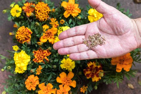 how to marigold seeds