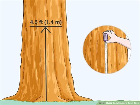 How To Measure A Tree Diagram