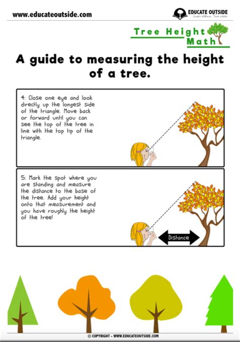 How To Measure A Tree Ks2