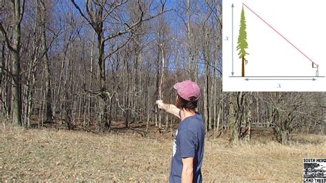 how to measure height of tree with a stick