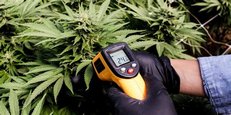 How To Measure Leaf Surface Temperature