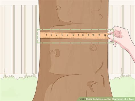 How To Measure Tree Diameter