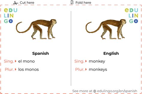 How To Monkey In Spanish