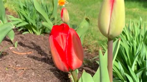 How To Move Tulips