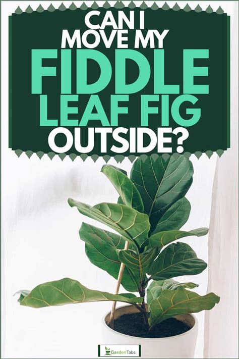 How To Move With A Fiddle Leaf Fig