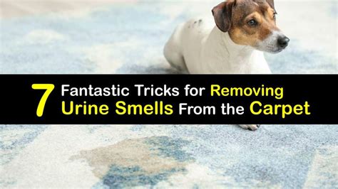 How To Neutralize Pee Smell In Carpet