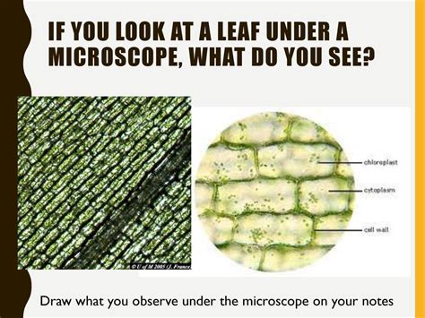 How To Observe A Leaf Under Microscope