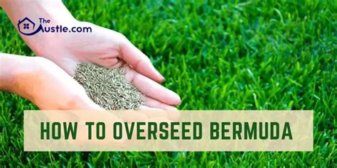 How To Overseed Bermuda With Bermuda