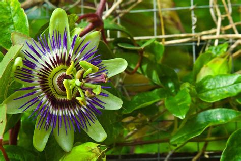 how to overwinter passion flower vine
