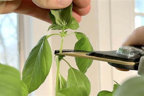 How To Pick And Prune Basil