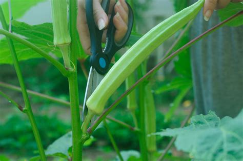 how to pick okra off the plant