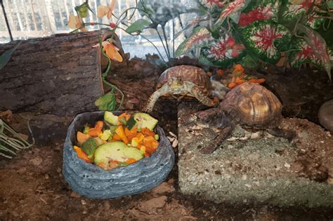 How To Pick Up A Box Turtle