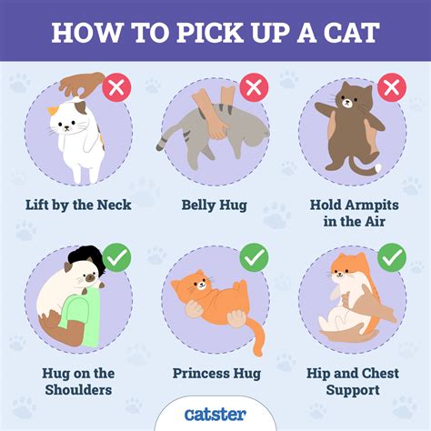 How To Pick.up A Cat