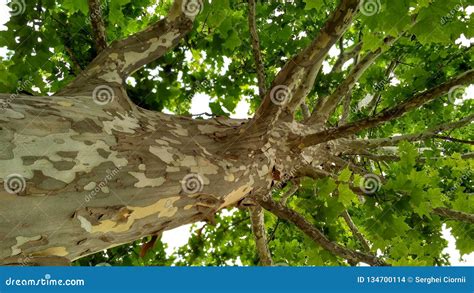 How To Plane A Tree Trunk
