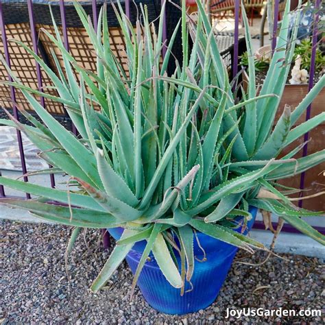 How To Plant A Aloe Vera Plant In A Pot