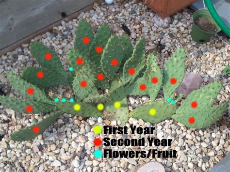 how to plant a cutting from a prickly pear cactus