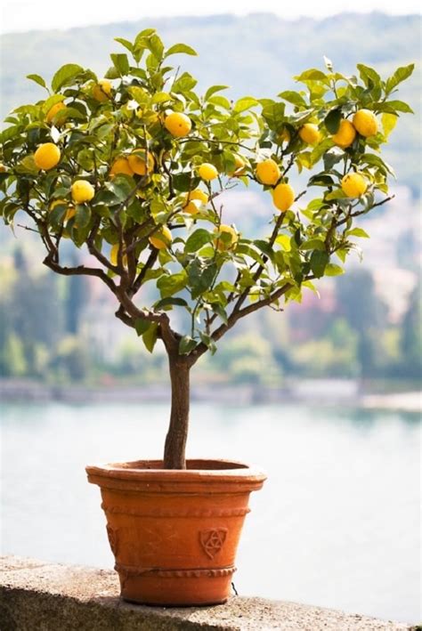 How To Plant A Small Lemon Tree In A Pot