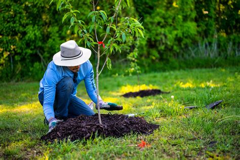 How To Plant A Tree From An Existing Tree