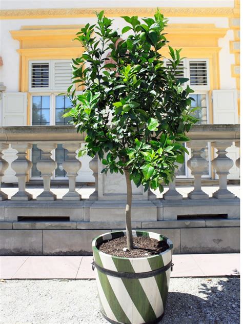 How To Plant A Tree In A Container