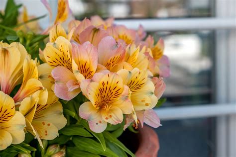 how to plant alstroemeria in pots