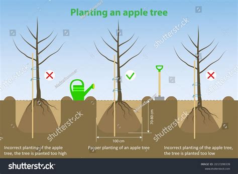 How To Plant An Apple Tree From An Apple Core