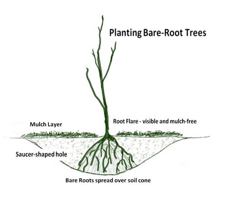 how to plant bare root norway spruce trees