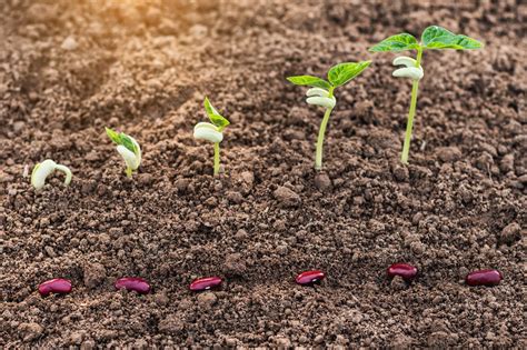 how to plant beans seeds