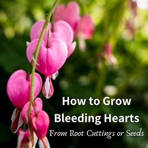 how to plant bleeding heart seeds