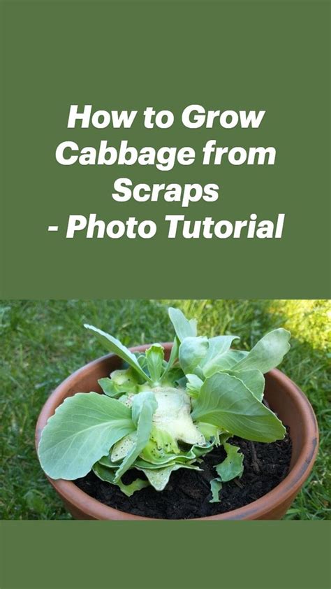 How To Plant Cabbage From Scraps