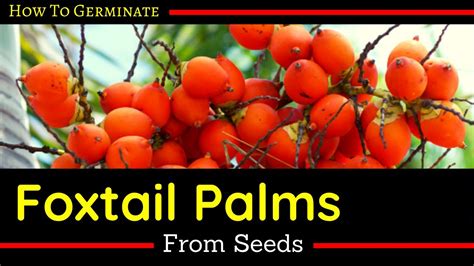 how to plant foxtail palm seeds