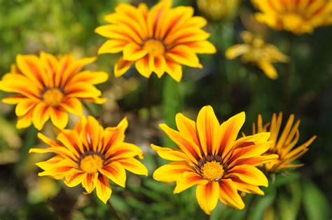 how to plant gazania plants