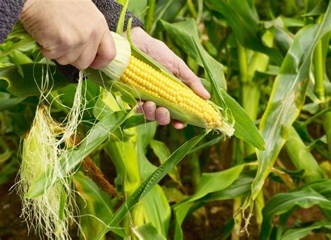 The Beginner's Guide to Growing Corn All You Need To Know About
