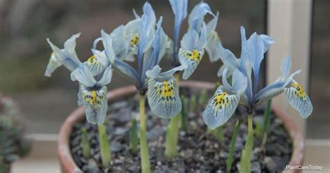 how to plant iris in containers