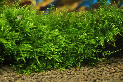 How To Plant Java Moss Carpet