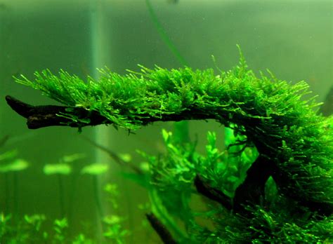 How To Plant Java Moss In Aquarium