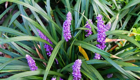 how to plant lily turf