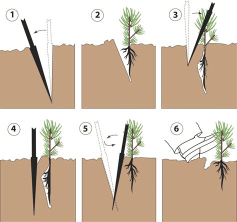 how to plant longleaf pine seedlings