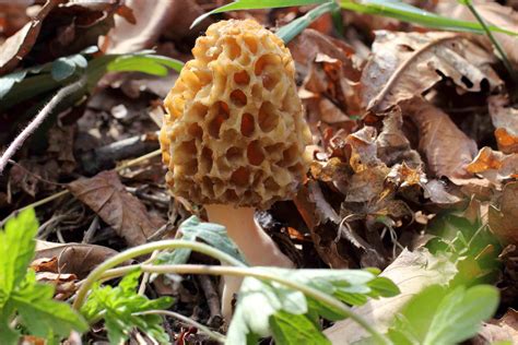 how to plant morel mushrooms