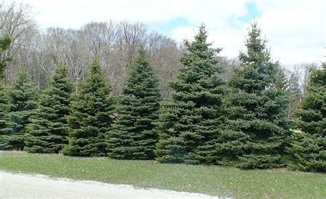 how to plant norway spruce for privacy
