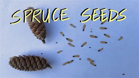 how to plant norway spruce seeds