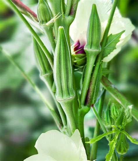 how to plant okra