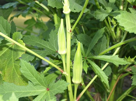 how to plant okra in garden